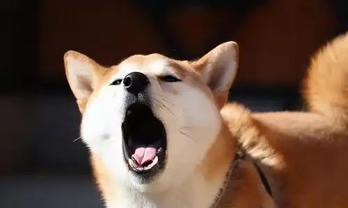 狗狗对你恨之入骨的表现,千万别忽略
