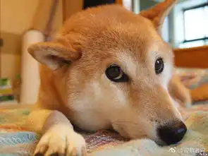  柴犬北登表情包