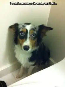  动物犯错之后内疚表情萌哭众人