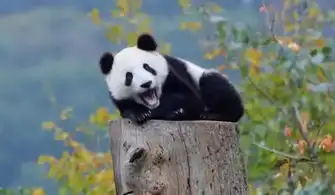 熊猫狗图片表情包暴雨