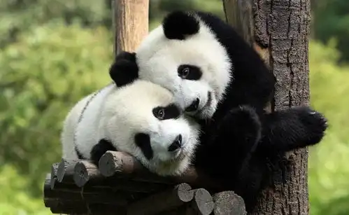  黑白熊猫和翠绿草丛的适配度好高手机壁纸一组可爱的动物壁纸