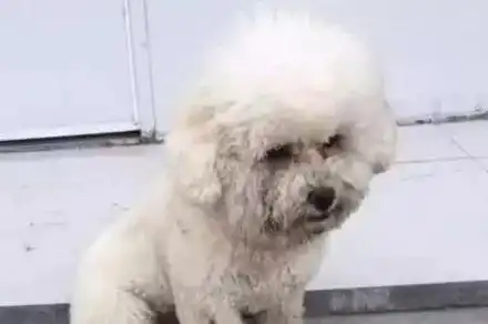  比熊犬滚泥坑回来一脸认错伤心的表情,得到主人原谅后,它竟然.....