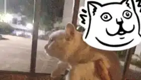  乖乖被摸头的乖巧亲人小白整个院子里最讨人喜欢的猫咪了