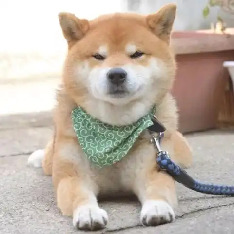 柴犬无力表情包