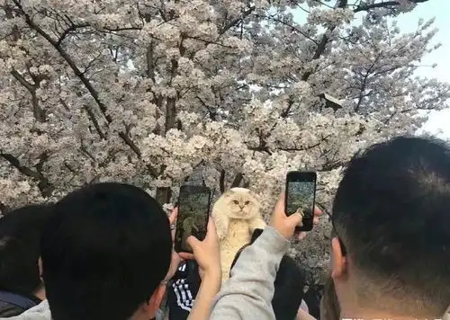  春暖花开,自己的鱼干自己挣,小猫咪在线营业