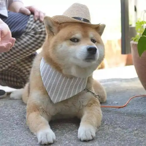 柴犬挨打表情包头像