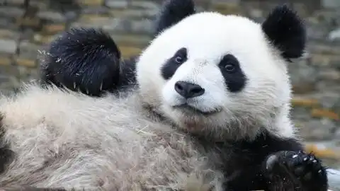  熊猫遇险记