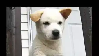  狗狗爱乱咬估计没机会给它犯错了