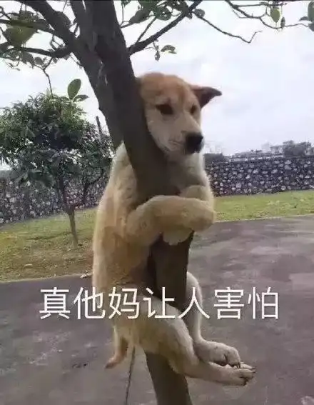  狗狗表情包