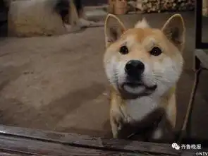  16岁表情包柴犬北登去世网友好狗不分国界
