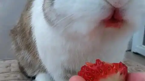  狗子第一次吃草莓,表情包大秀
