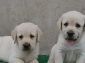 打狗狗表情包拉布拉多犬
