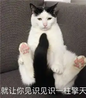  恶搞猫咪qq表情包