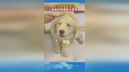  主人给金毛梳头,狗狗的表情极为享受