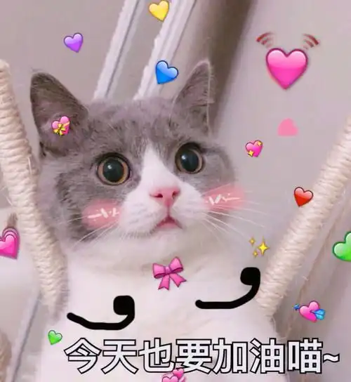 变可爱的秘诀把这些可爱猫猫表情包收藏起来,用在平时的聊天上