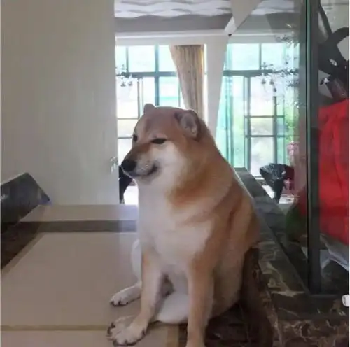 cheese狗子表情包doge