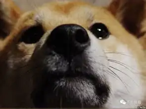  那只很著名的表情包狗狗去世了...