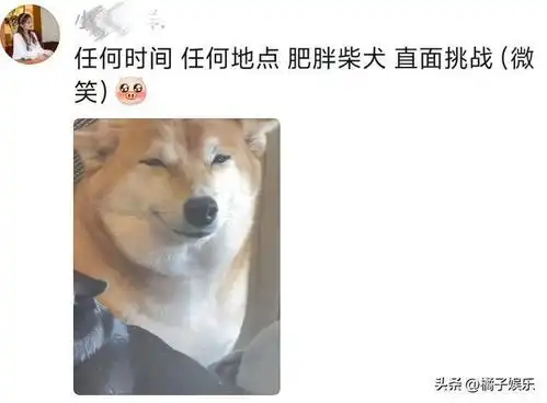  全国狗狗犯错后的统一表情,对比简直不要太明显,心虚全写在脸上