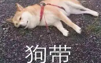  什么王思聪的狗可以上飞机为什么