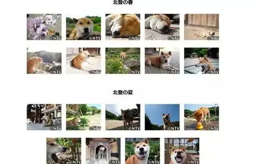  16岁表情包狗狗去世了网友永远活在我的微信中