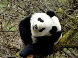  bbc主持人让熊猫绝种我要吃最后一只图