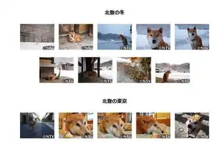  日本16岁超萌表情包柴犬逝世日本网友哀悼