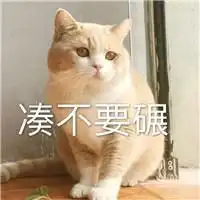  猫咪表情包你从我眼里看到了什么,女神