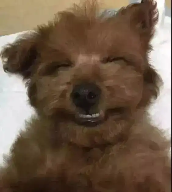 打狗狗表情包泰迪
