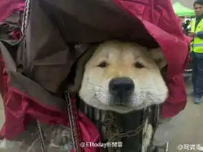  网友春运晒图好挤但还是要微笑因为在拍照
