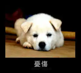  洛克王国龙影密道里的门怎么开