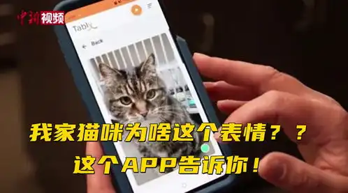  加拿大推出应用程序解读猫咪表情
