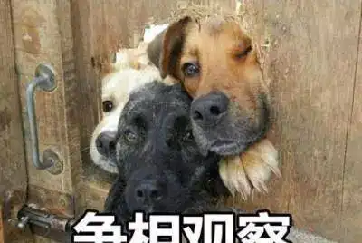  狗子主人,最怕你突然犯神经