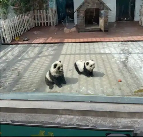  没有熊猫的泰州,因为熊猫火了