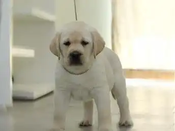  图广州高品质拉布拉多犬包纯种包健康欢迎上门挑选或送货广州宠物狗
