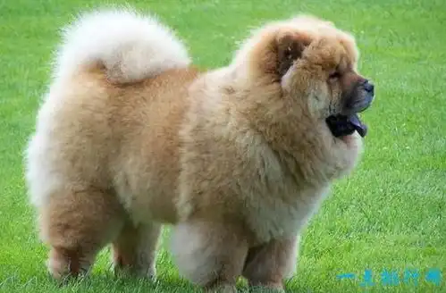  世界上最贵的狗狗大全萨摩耶其实还蛮贵