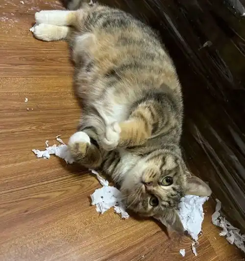  没开灯就放猫粮,结果错把杂粮倒进了猫碗里,猫猫无语是饭吗你就给我端上来