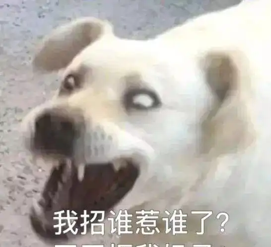 cheese狗子表情包康师博