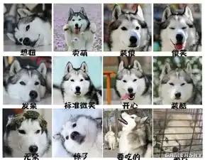 柴犬挨打表情包论养
