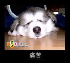  小猫是狗经典的表情