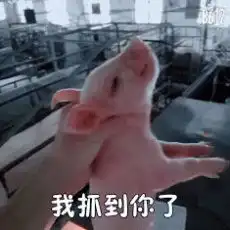  我抓到你了小猪图片小委屈我能忍表情包下载乐游网游戏下载