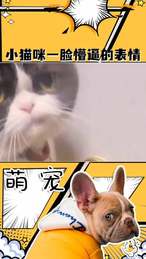  小猫咪一脸懵逼的表情萌宠猫咪神评即是标题百万视友赐神评