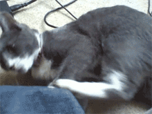 猫表情包gif素材老鼠