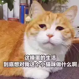 猫咪吓出双下巴表情包空