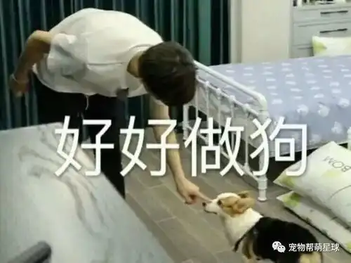 金毛趁主人不注意叼走钞票死不松口,直到主人说了这么一句话