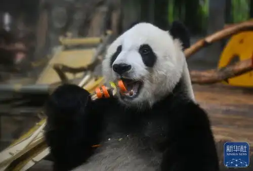  动物清凉度炎夏