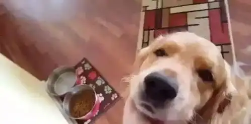 打狗狗表情包草坪
