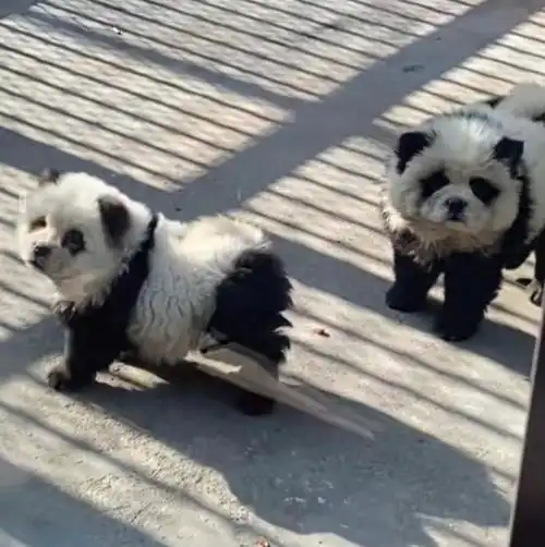  江苏泰州动物园熊猫犬走红园方是染色的松狮犬
