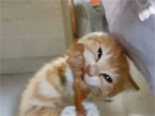  猫生第一次撸串,双眼放光的吃相,是橘猫没错了