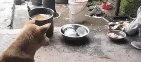  狗狗和鸡打完架后,发现鸡被主人宰了,它的反应把全家人都逗乐了