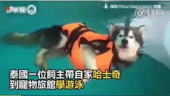  主人带二哈去游泳馆游泳,没想到这货直接上水上睡了